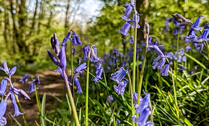 Bluebells in the meadow with trees and a blue sky in the background.